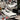Jordan 3